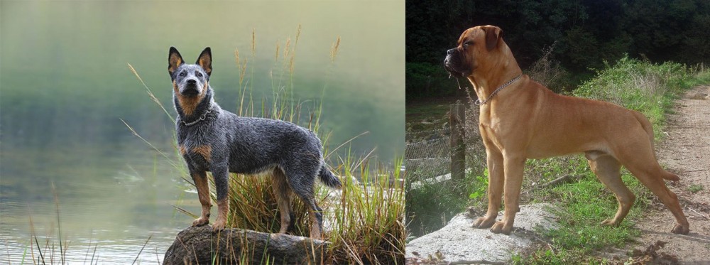 Bullmastiff vs Blue Healer - Breed Comparison
