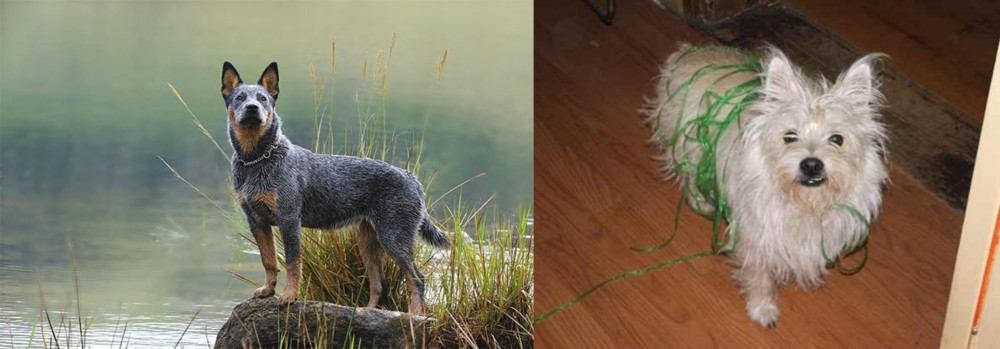 Cairland Terrier vs Blue Healer - Breed Comparison