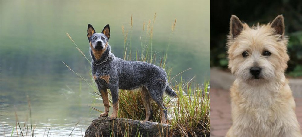 Cairn Terrier vs Blue Healer - Breed Comparison