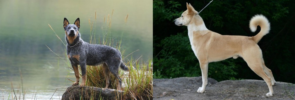 Canaan Dog vs Blue Healer - Breed Comparison
