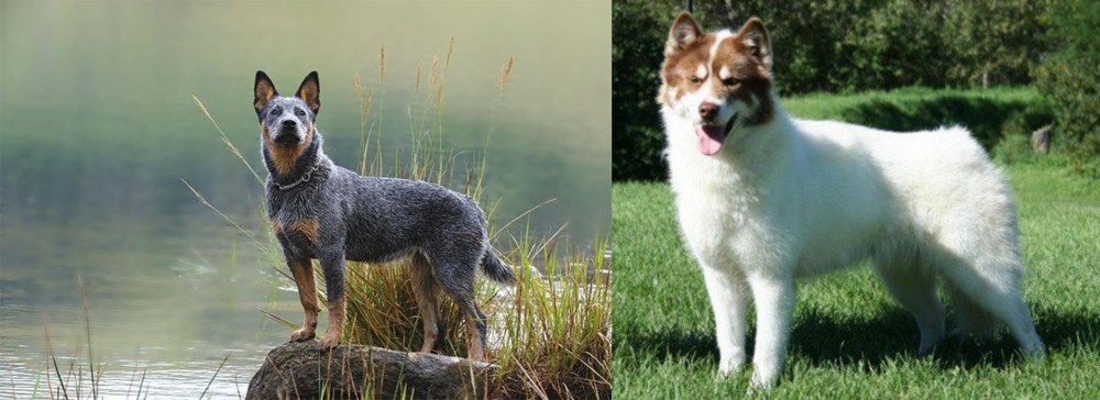 Canadian Eskimo Dog vs Blue Healer - Breed Comparison