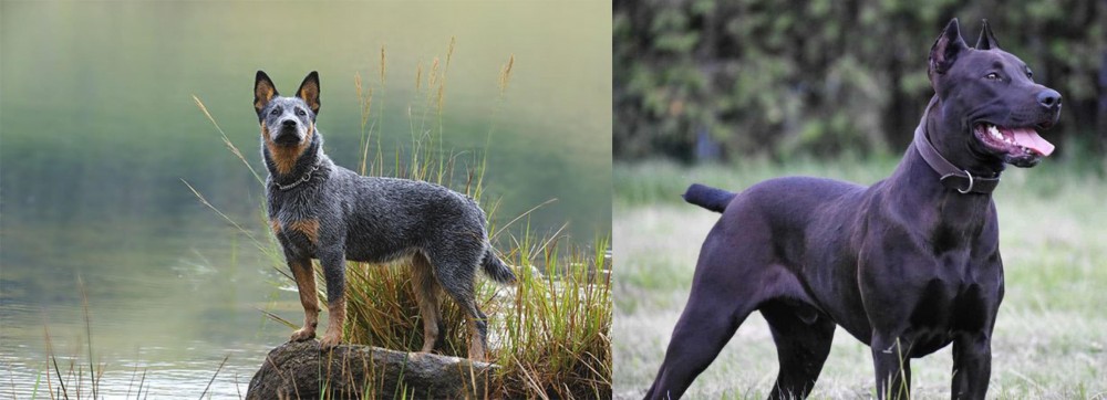 Canis Panther vs Blue Healer - Breed Comparison
