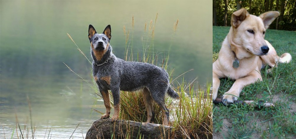 Carolina Dog vs Blue Healer - Breed Comparison