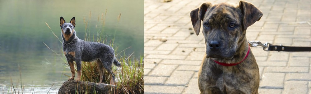 Catahoula Bulldog vs Blue Healer - Breed Comparison