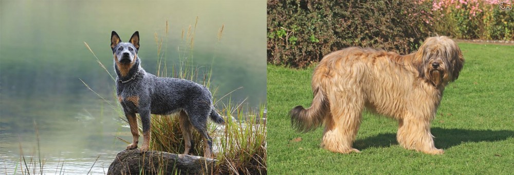 Catalan Sheepdog vs Blue Healer - Breed Comparison