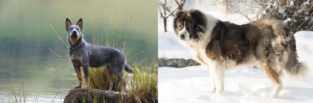 Caucasian Shepherd vs Blue Healer - Breed Comparison
