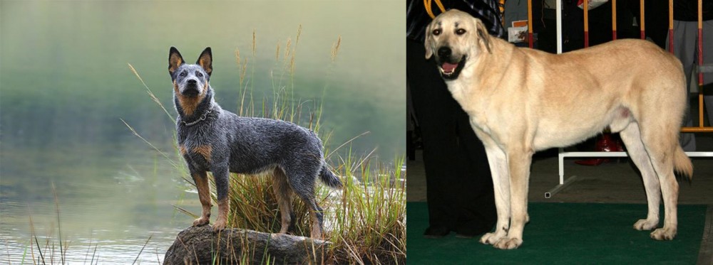 Central Anatolian Shepherd vs Blue Healer - Breed Comparison