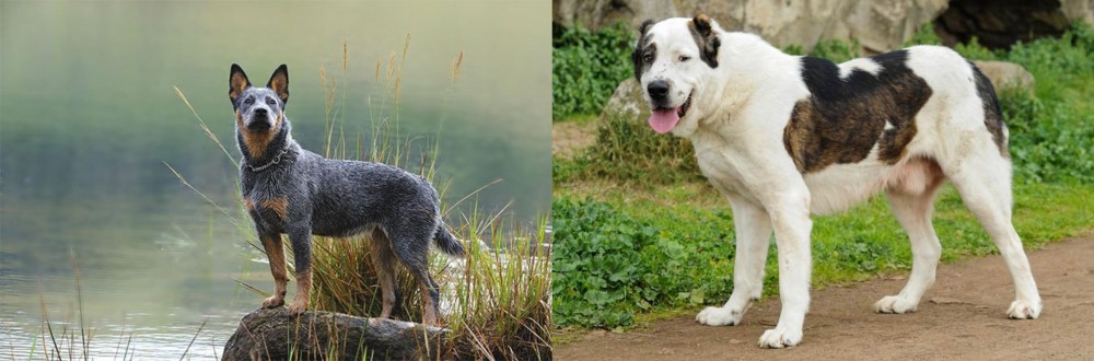 Central Asian Shepherd vs Blue Healer - Breed Comparison