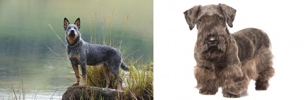 Cesky Terrier vs Blue Healer - Breed Comparison