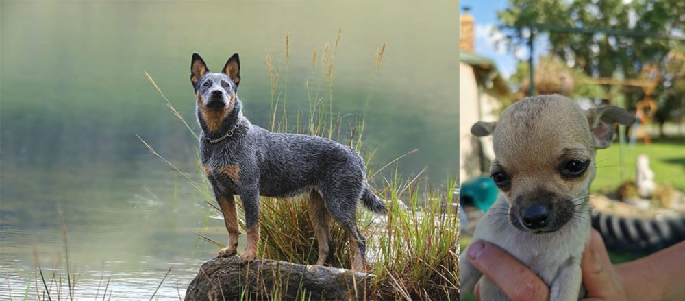 Chihuahua vs Blue Healer - Breed Comparison