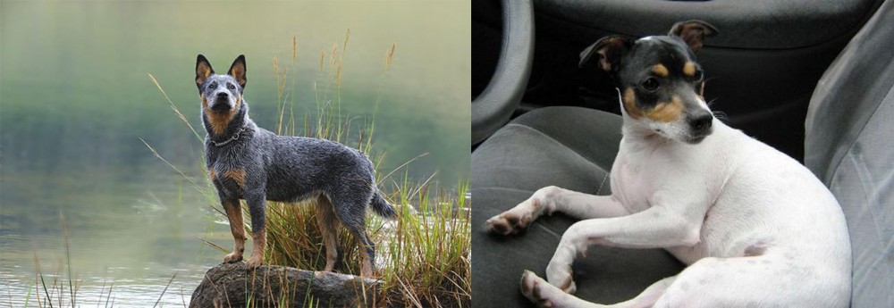 Chilean Fox Terrier vs Blue Healer - Breed Comparison