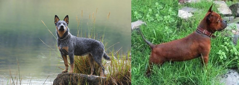 Chinese Chongqing Dog vs Blue Healer - Breed Comparison