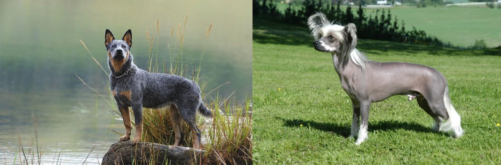Chinese Crested Dog vs Blue Healer - Breed Comparison