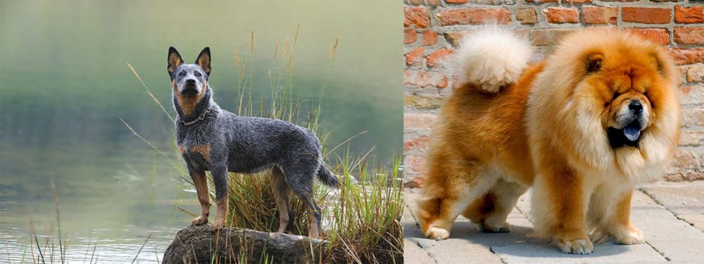 Chow Chow vs Blue Healer - Breed Comparison