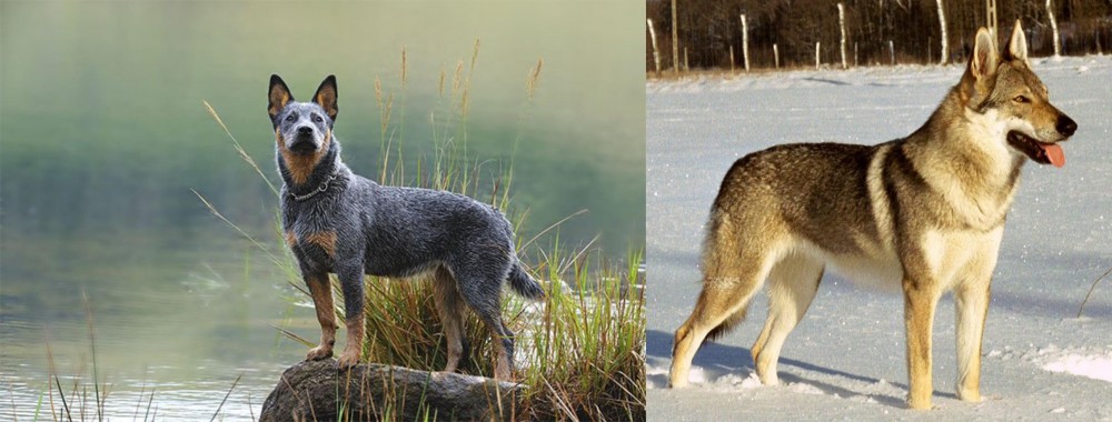 Czechoslovakian Wolfdog vs Blue Healer - Breed Comparison