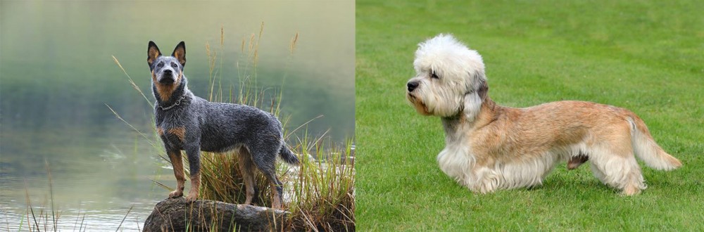 Dandie Dinmont Terrier vs Blue Healer - Breed Comparison