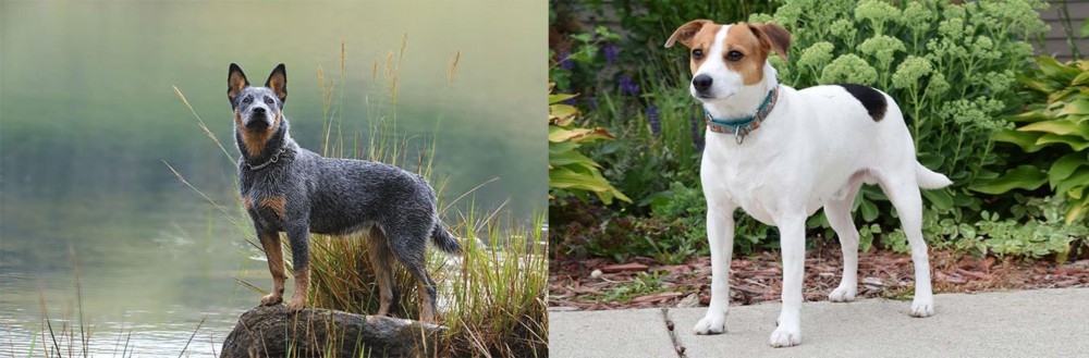 Danish Swedish Farmdog vs Blue Healer - Breed Comparison