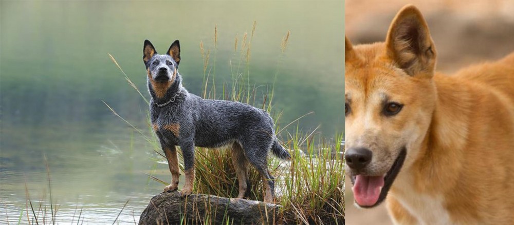 Dingo vs Blue Healer - Breed Comparison