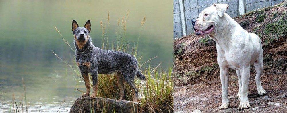 Dogo Guatemalteco vs Blue Healer - Breed Comparison
