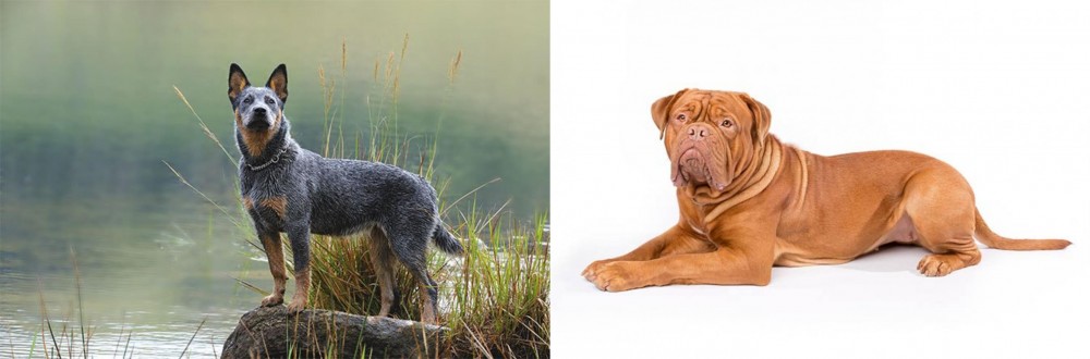 Dogue De Bordeaux vs Blue Healer - Breed Comparison