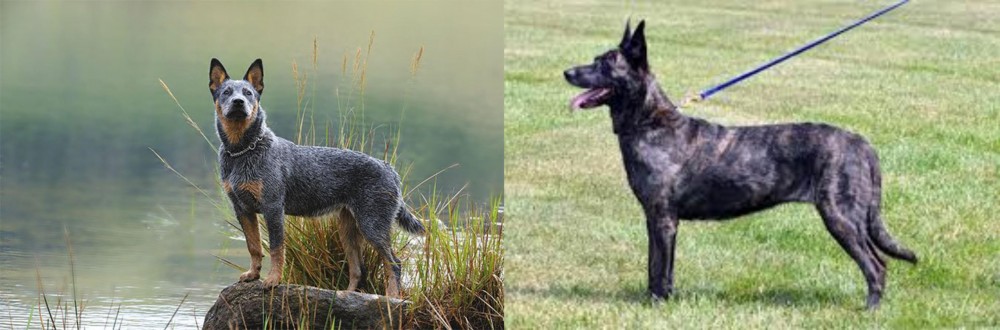 Dutch Shepherd vs Blue Healer - Breed Comparison