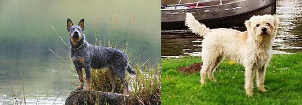 Dutch Smoushond vs Blue Healer - Breed Comparison