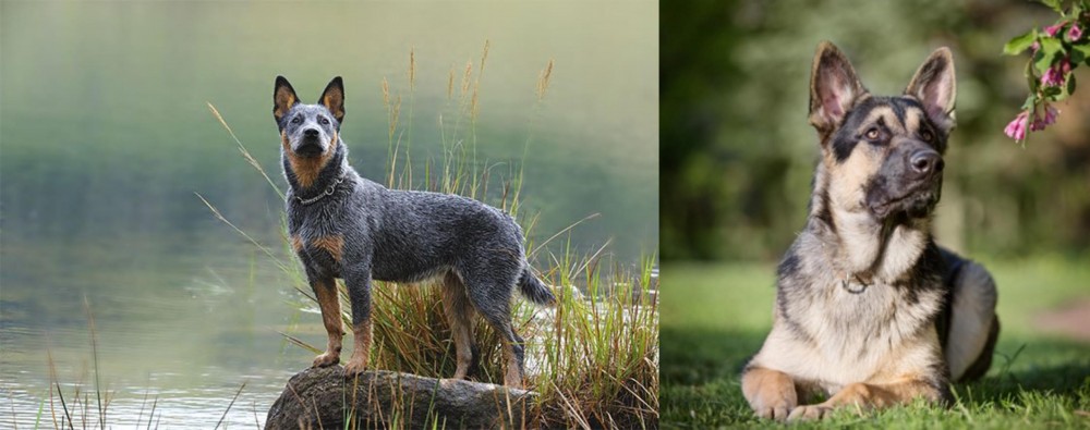 East European Shepherd vs Blue Healer - Breed Comparison