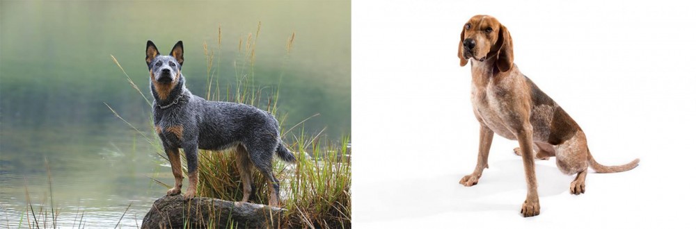 English Coonhound vs Blue Healer - Breed Comparison