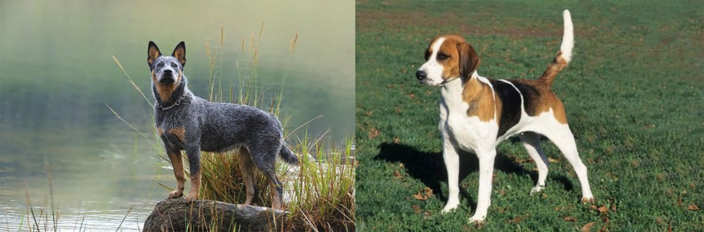 English Foxhound vs Blue Healer - Breed Comparison