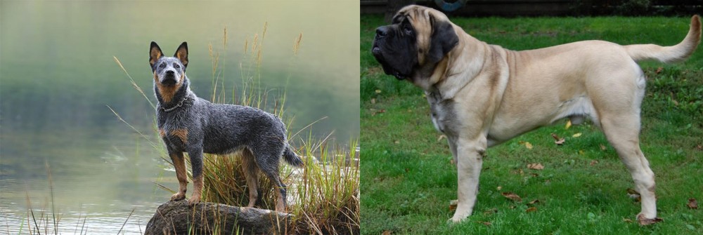 English Mastiff vs Blue Healer - Breed Comparison
