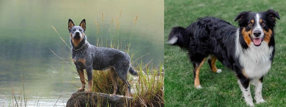 English Shepherd vs Blue Healer - Breed Comparison