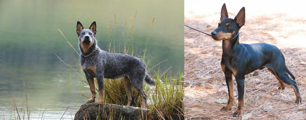 English Toy Terrier (Black & Tan) vs Blue Healer - Breed Comparison