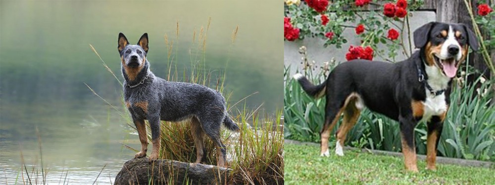 Entlebucher Mountain Dog vs Blue Healer - Breed Comparison