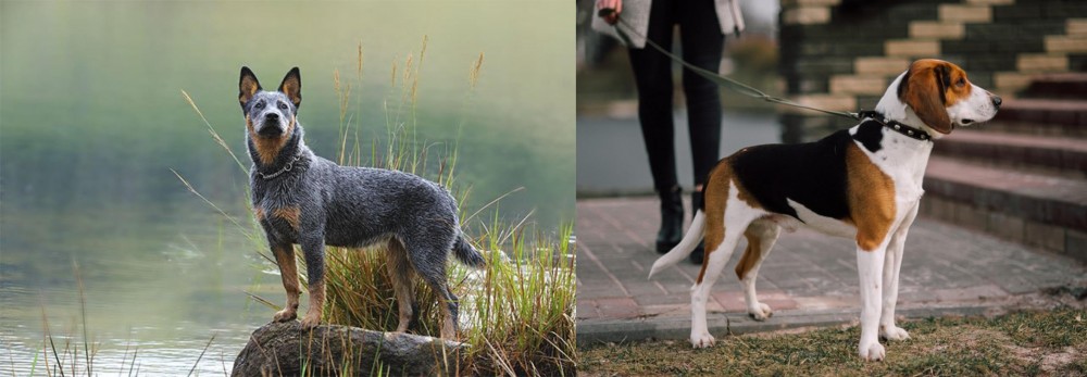 Estonian Hound vs Blue Healer - Breed Comparison
