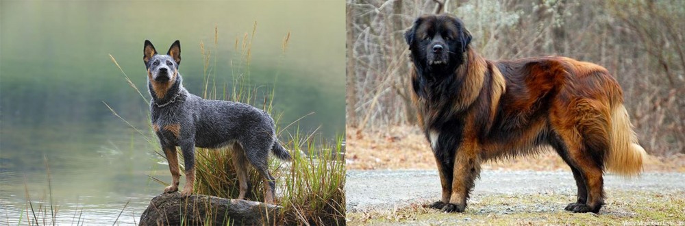 Estrela Mountain Dog vs Blue Healer - Breed Comparison