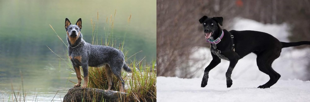 Eurohound vs Blue Healer - Breed Comparison