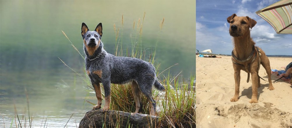 Fell Terrier vs Blue Healer - Breed Comparison