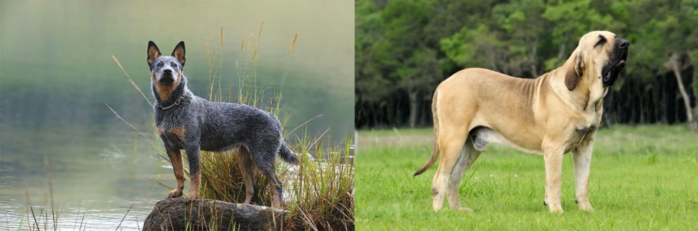 Fila Brasileiro vs Blue Healer - Breed Comparison