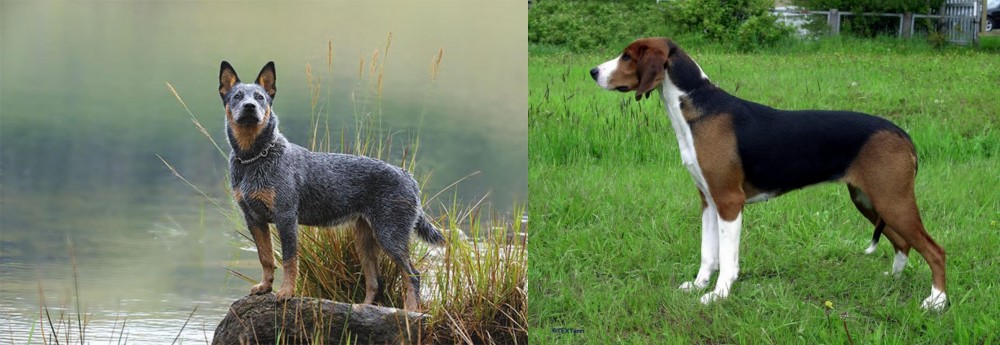 Finnish Hound vs Blue Healer - Breed Comparison