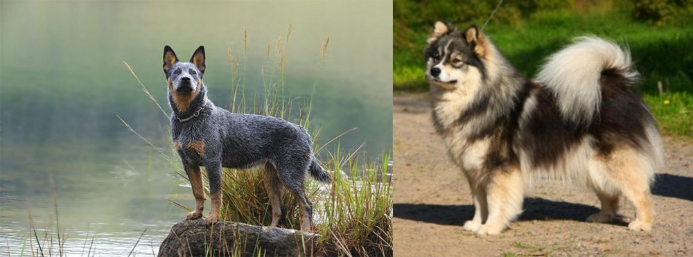 Finnish Lapphund vs Blue Healer - Breed Comparison