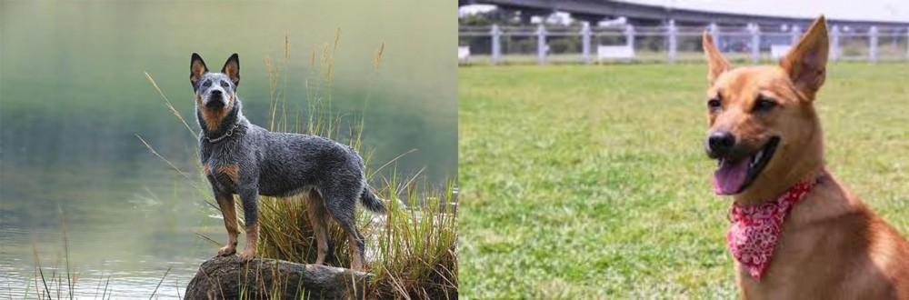 Formosan Mountain Dog vs Blue Healer - Breed Comparison