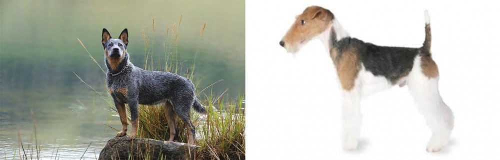 Fox Terrier vs Blue Healer - Breed Comparison