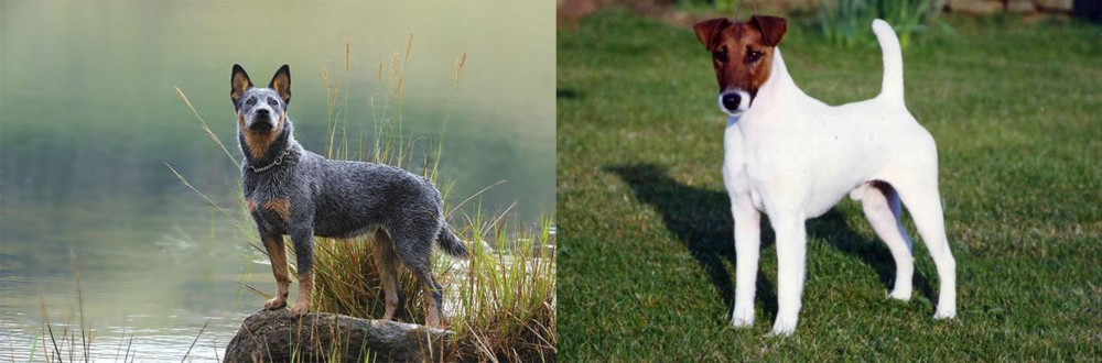 Fox Terrier (Smooth) vs Blue Healer - Breed Comparison