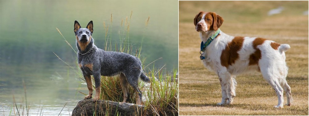 French Brittany vs Blue Healer - Breed Comparison