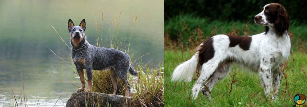 French Spaniel vs Blue Healer - Breed Comparison