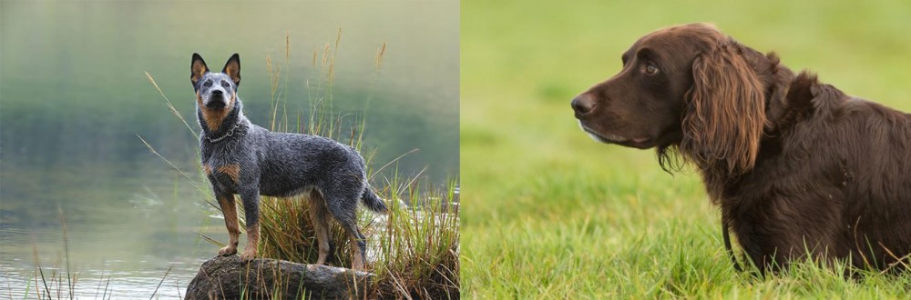 German Longhaired Pointer vs Blue Healer - Breed Comparison