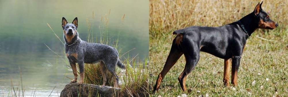 German Pinscher vs Blue Healer - Breed Comparison