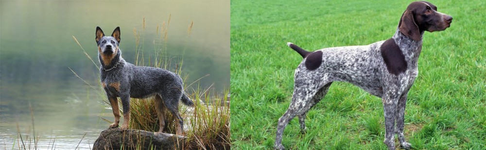 German Shorthaired Pointer vs Blue Healer - Breed Comparison