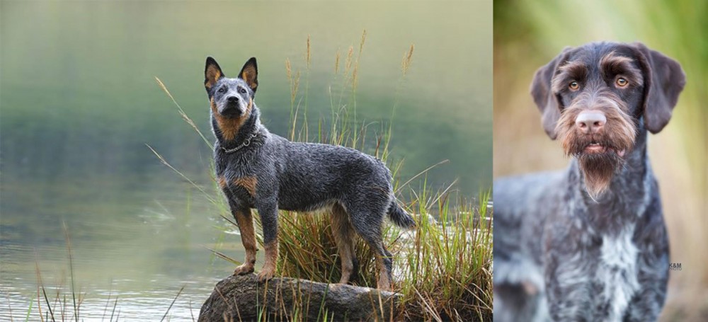 German Wirehaired Pointer vs Blue Healer - Breed Comparison