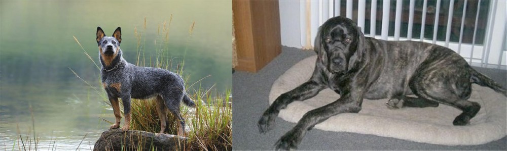 Giant Maso Mastiff vs Blue Healer - Breed Comparison